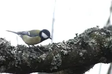 2012_0304Frühling0040 kohlmeise  -.webp