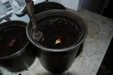ein Litchikern im Blumentopf 05.03. 2012.webp