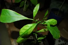 ganz kleine Zitruspflanze 05.03.2012.webp