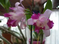 106.webp