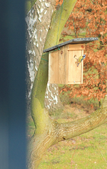 Meisenkasten links1_smaller.webp