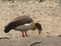 108.webp