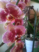 Nic25.2.12 023.webp