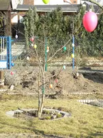 Eierbaum.webp