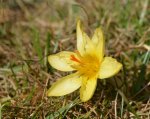 DSC_6021 gelber Krokus.jpg