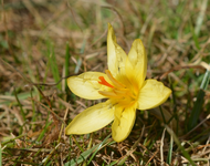 DSC_6021 gelber Krokus.webp