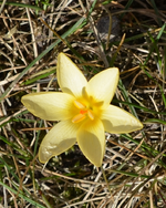 DSC_6024 gelber Krokus.webp
