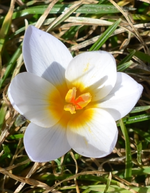 DSC_6025 weißer Krokus.webp