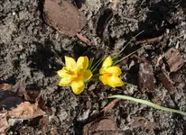 DSC_6037 2 gelbe Krokusse.webp