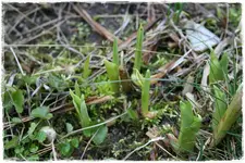 Frühlingsboten.webp