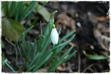 Schneeglöckerl3.webp