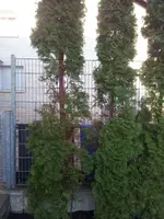2012-03-06 08.47.51.webp