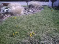 Krokusse2.07.03.2012.webp