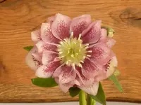 Helleborus gef rosa gep kompr.webp
