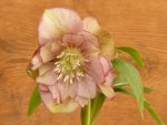 Helleborus gef rosa gep Rand kompr.jpg