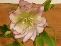 Helleborus gef rosa Rand kompr.webp