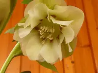 Helleborus gef weiß_rot kompr.webp