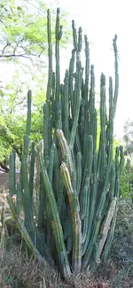 Echinopsis-pachanoi-habit_cropped.webp