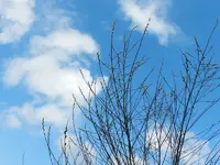 Frühlingsboten077.webp