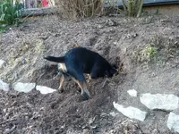 Wichtige Erdarbeiten (7).webp