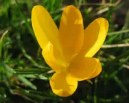 Krokus (2).webp