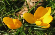 Krokus (3).webp