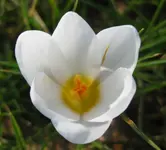 Krokus (5).webp