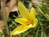 Krokus (4).webp