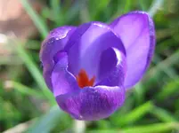 Krokus (6).webp