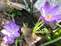 Krokus (7).webp