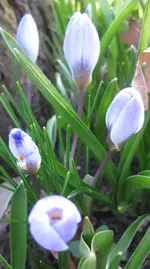 Krokus (8).webp