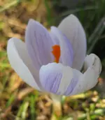 Krokus (9).webp