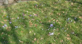 Krokusse (2).webp