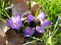 Hummel.webp