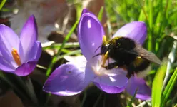 Hummel (2).webp