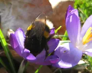 Hummel (3).webp