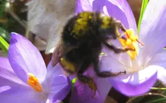 Hummel (4).webp