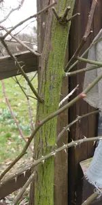 Kletterrose (4).webp