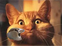 Katze.webp