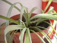 DSCN0815.webp