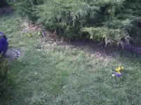 Krokusse3.07.03.2012.webp