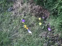 Krokusse4.07.03.2012.webp