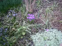 Krokusse6.07.03.2012.webp