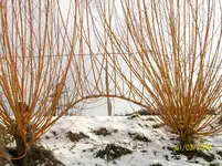 100_0015.webp