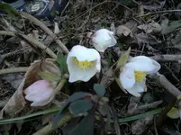 06032012639.webp