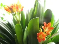 055.webp