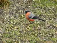 Gimpel045.webp