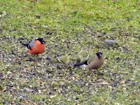 GimpeErlenzeisigl094.webp