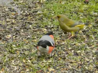 GimpeGrünfinkl047.webp