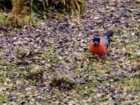 GimpeErlenzeisigl109.webp